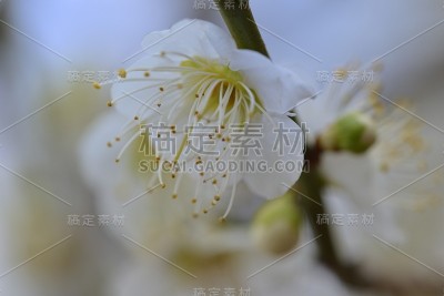 梅花