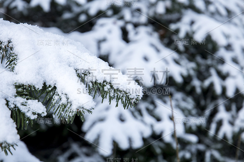 松树枝上缀着雪