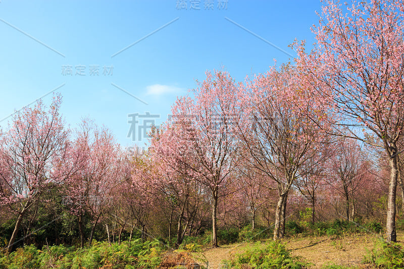 野生喜马拉雅樱桃树(泰国樱花)