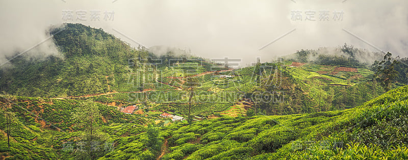 茶园。斯里兰卡。全景