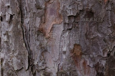 红松皮2