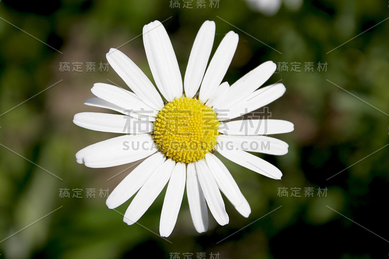 黛西
