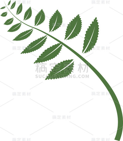 蕨类植物插图
