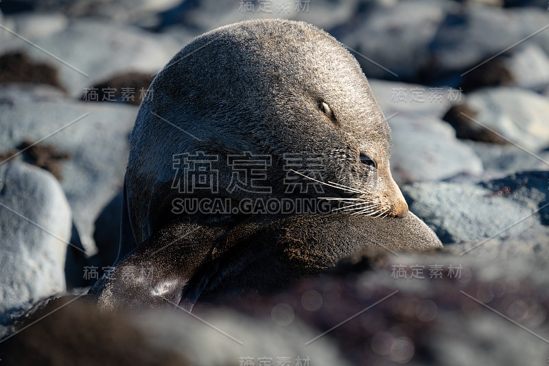 海豹在岩石上休息
