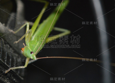 蚱蜢
