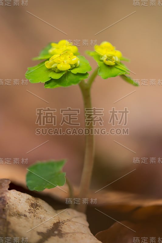 金虎耳草(金虎耳草或金虎耳草)是一种多年生垫状植物，生长于潮湿的环境中，有黄绿色的苞片和无花瓣的黄绿