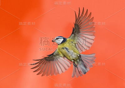 飞行中的欧亚蓝山雀