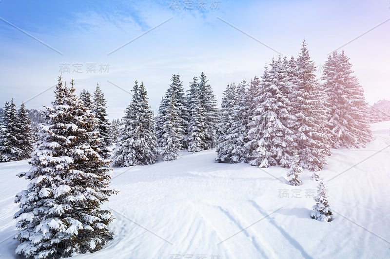 冬季冷杉和松林覆盖着雪景