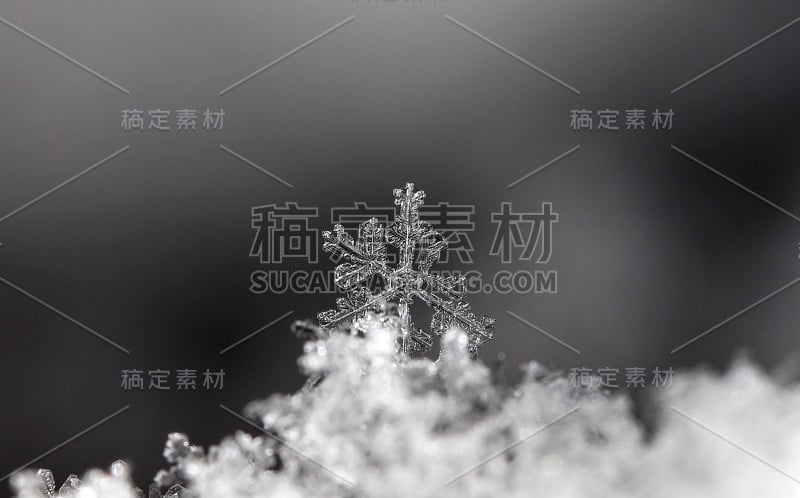 天然雪花上的雪花