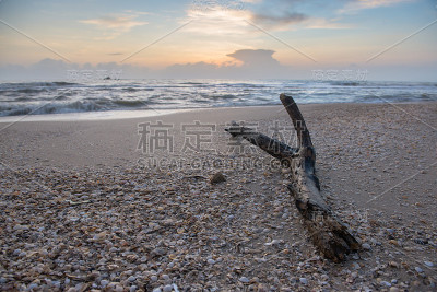 海滩上的原木