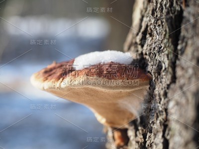 树上的蘑菇。森林