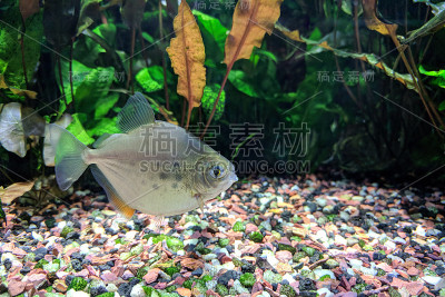 斑点银元鱼