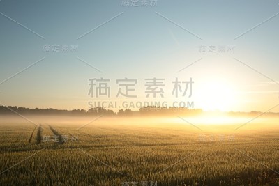 田野上的日出
