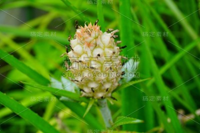 俾格米人的菠萝