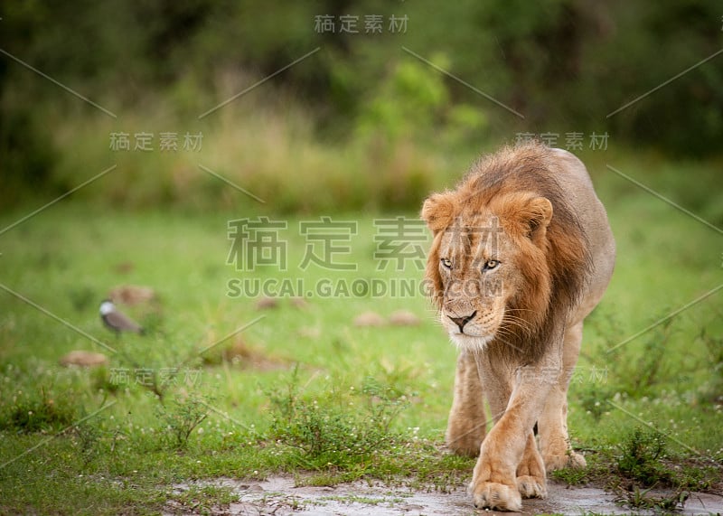 在乌干达默奇森瀑布国家公园，经过一整夜的捕猎后，雄狮正在放松