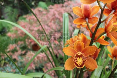橘色花