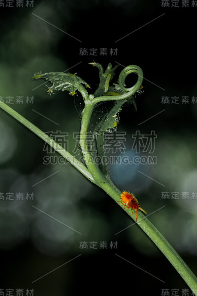 绿色叶子上的红色害虫