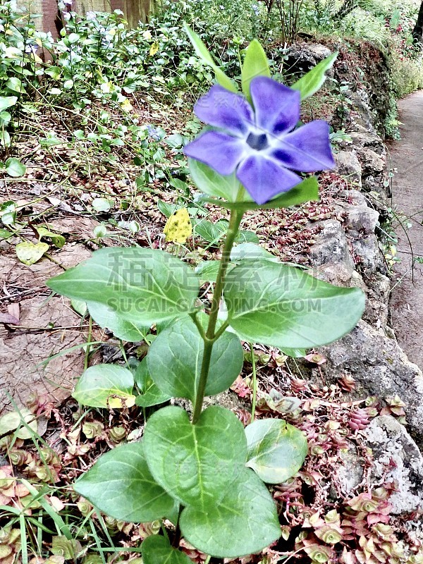 紫色摆造型长春花/小长春花