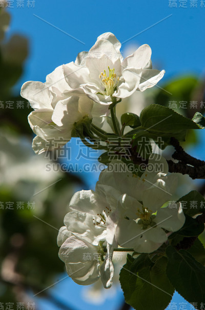 苹果树开花