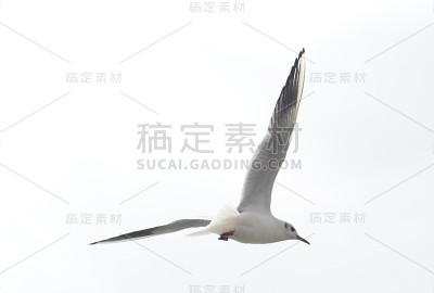 白色的海鸥在蓝天中飞翔
