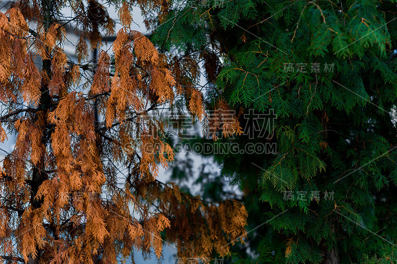 枯季绿树早午餐，背景是蓝天。季节的变化。旧的和新的。绿叶和黄叶