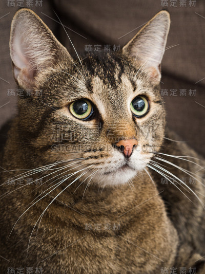 家里的一只猫的肖像