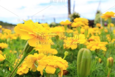 夏天鲜花盛开