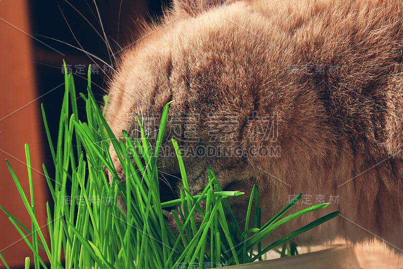 在黑暗的背景下，红猫正在家里的塑料托盘上吃绿草。