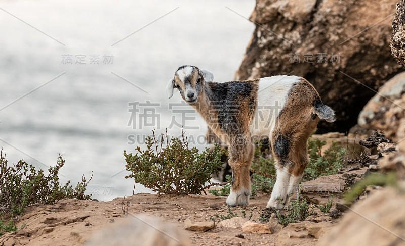 岩石上的小山羊