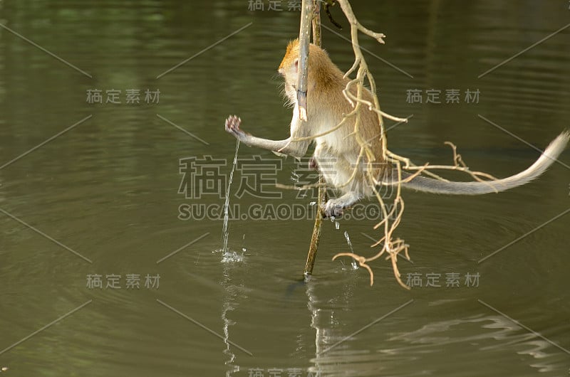 猴子喝河水