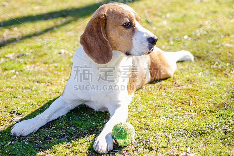 阳光明媚的一天，小猎犬在草地上休息