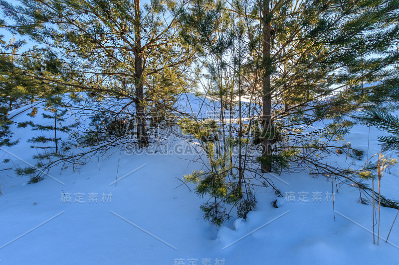 冬天被雪覆盖的小山，前景是松树。