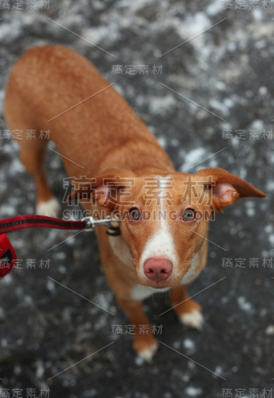 红鼻子猎犬的近距离照片与鞭笞