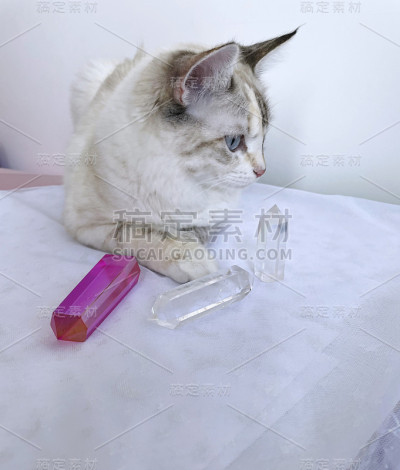 猫和晶体