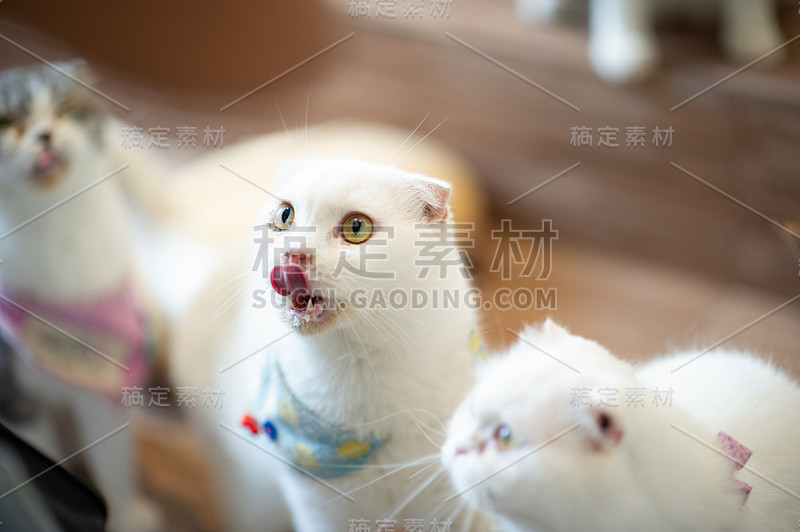 可爱和顽皮的宠物猫坐在家里，忠诚的爱人的概念