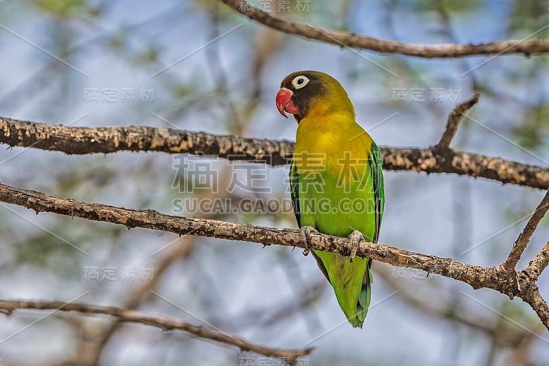 黄领相恋鸟(Agapornis personatus)，又称蒙面相恋鸟或眼环相恋鸟，是鹦鹉科鹦鹉属的