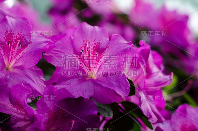 美丽的杜鹃花盛开在植物园，在基辅。鲜艳的花。