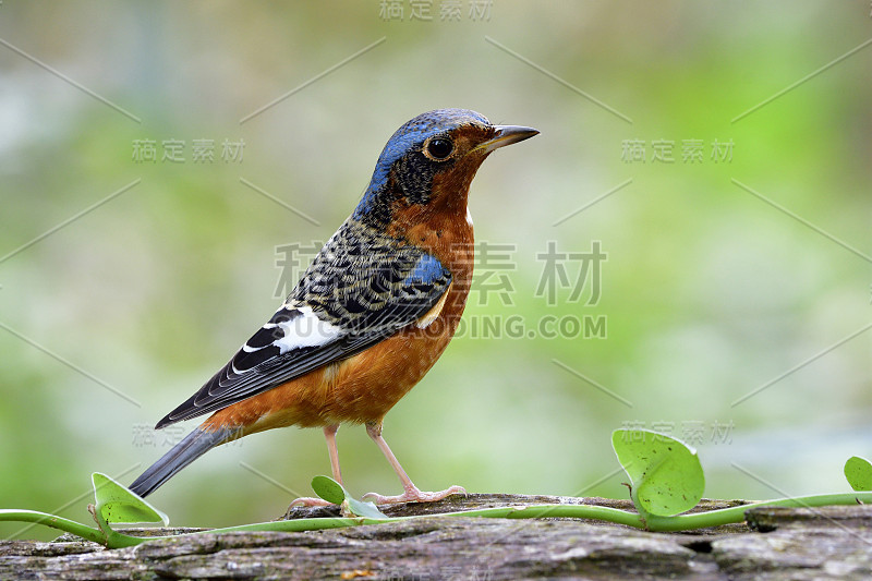 白喉岩画眉(Monticola gularis)是一种多色鸟类，羽毛有迷彩的棕色、蓝色、黑色和白色，