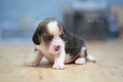 纯种的小猎犬正在睡觉和张望