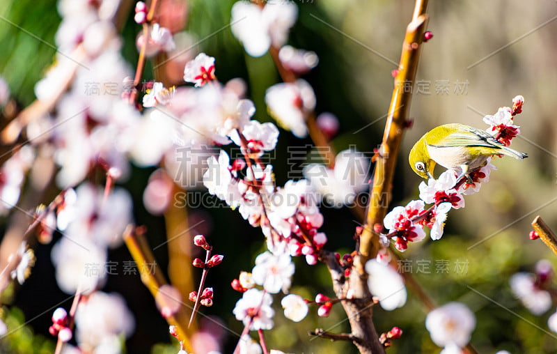 梅花花鸟。日本春色