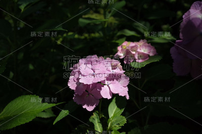 浅紫绣球花