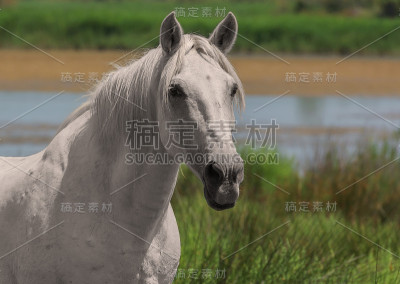 白马，单只动物，特写