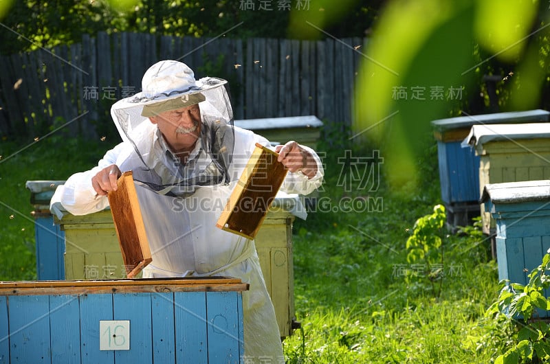 高级养蜂人春季到养蜂场进行检查