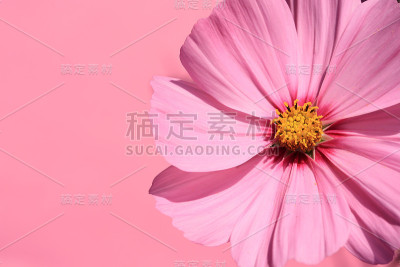 粉色花园宇宙