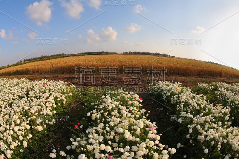 用透镜“鱼眼”拍摄的朵朵白色毛茛