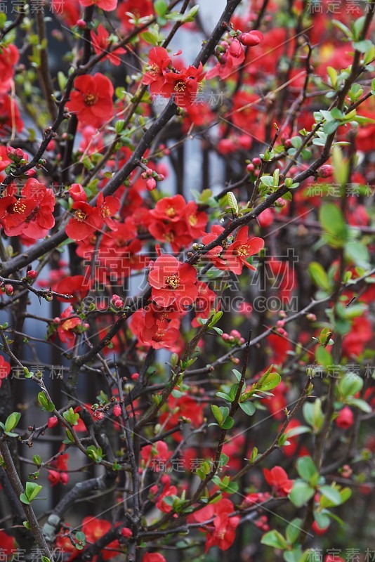 日本贴梗海棠的花朵