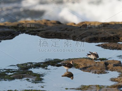 拉霍亚海滩上的一对桑丁鱼