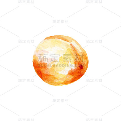 新鲜杏插图。手绘水彩在白色的背景。