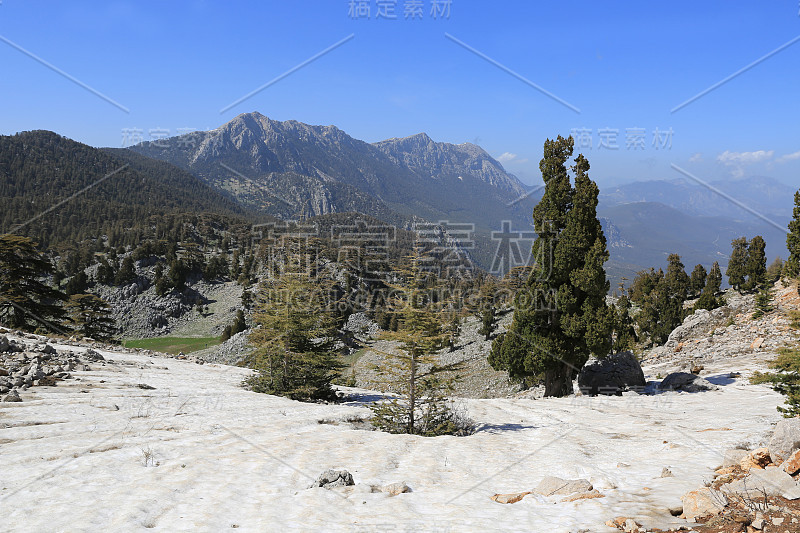 山谷中有雪松的山地景观