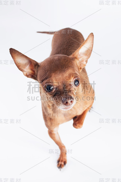 玩具狗